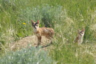 adult black_nose black_tail_tip color day eyes_open facing_towards full_body grass image mouth_closed multiple orange_eyes photo sitting standing staring summer_coat sunny swift_fox tan_fur vulpes white_fur wild young // 4288x2848 // 5.9MB