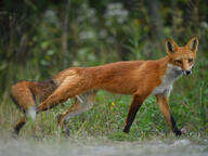 adult black_nose cloudy day eyes_open facing_towards full_body grass image mouth_closed no_muzzle_mark orange_eyes outdoors red_fox red_fur single stretching summer_coat vulpes white_fur white_tail_tip wild // 4782x3594 // 2.6MB