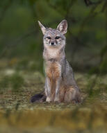 adult bengal_fox black_nose black_tail_tip color day eyes_open facing_towards grass image mouth_closed outdoors photo single sitting summer_coat tan_fur vulpes wild // 2880x3600 // 2.3MB