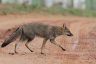 adult black_nose black_tail_tip color day eyes_open facing_side full_body gray_fur hoary_fox image lycalopex mouth_closed orange_eyes outdoors photo single tan_fur walking wild // 4886x3257 // 2.4MB