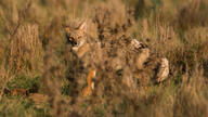 adult black_nose black_tail_tip color day eyes_open facing_towards full_body grass gray_fur image lycalopex mouth_closed orange_eyes pampas_fox photo red_fur single standing staring summer_coat sunny wild // 2048x1152 // 393KB