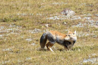 adult black_nose color day eyes_open facing_side full_body grass gray_fur image mouth_closed orange_eyes photo pouncing single snow standing staring sunny tan_fur tibetan_fox vulpes white_fur white_tail_tip wild winter_coat // 1599x1077 // 784KB