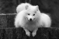 adult arctic_fox black_nose captivity day eyes_open facing_towards fat full_body grayscale image mouth_closed on_stomach orange_eyes outdoors single sunny vulpes white_fur white_tail_tip winter_coat zoo // 2100x1401 // 985KB