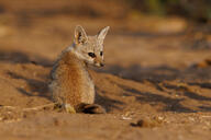 bengal_fox black_nose black_tail_tip color day desert eyes_open facing_towards image mouth_closed outdoors photo single sitting summer_coat tan_fur vulpes wild young // 5723x3818 // 4.7MB