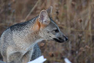 adult black_nose color day eyes_open facing_side grass gray_fur hoary_fox image lycalopex mouth_closed orange_eyes outdoors partial_body photo single tan_fur wild // 1200x800 // 339KB