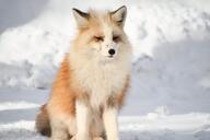 adult black_nose captivity day eyes_open facing_towards full_body image mouth_closed no_muzzle_mark orange_eyes partial_body portrait red_fox red_fur single sitting snow still vulpes white_fur winter_coat zoo // 1620x1080 // 142KB