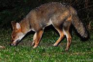 adult black_nose black_tail_tip eating eyes_open facing_down facing_side full_body grass gray_fur lycalopex mouth_open night orange_eyes pampas_fox red_fur single standing summer_coat teeth tongue wild // 2047x1365 // 762KB