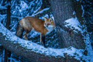 adult black_nose cloudy eyes_open forest full_body head_tilted image large_muzzle_mark mouth_closed orange_eyes outdoors red_fox red_fur single snow standing twilight vulpes white_fur white_tail_tip wild winter_coat // 6923x4615 // 23MB