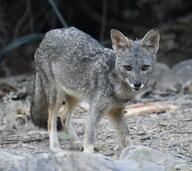 adult black_nose black_tail_tip color day eyes_open facing_towards full_body gray_fur image lycalopex mouth_closed orange_eyes outdoors photo sechuran_fox single standing sunny white_fur wild // 2048x1824 // 900KB