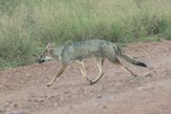 adult black_nose black_tail_tip color day eyes_open facing_side full_body grass gray_fur image lycalopex mouth_closed orange_eyes pampas_fox photo red_fur running single standing summer_coat sunny wild // 4096x2730 // 1.2MB