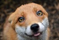 adult black_nose blep color day eyes_open image mouth_closed orange_eyes outdoors partial_body photo portrait red_fox red_fur single staring sunny tongue vulpes // 700x471 // 69KB