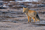 adult black_nose color day eyes_open facing_towards full_body grass gray_fur image mountains mouth_closed orange_eyes photo single snow standing staring sunny tan_fur tibetan_fox vulpes wet_fur white_fur white_tail_tip wild winter_coat // 2048x1365 // 1.4MB