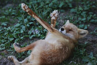 adult black_nose captivity color day eyes_open facing_towards grass image mouth_closed on_back orange_eyes pawpads photo red_fox red_fur rolling single vulpes white_fur // 4000x2666 // 2.0MB