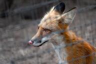 adult captivity color day eyes_open facing_side image mouth_closed muzzle_mark orange_eyes partial_body photo pink_nose portrait red_fox red_fur single sitting vulpes white_fur white_tail_tip zoo // 900x600 // 67KB