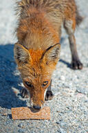 adult black_nose close_up color day eating eyes_open facing_down facing_towards image mouth_closed no_muzzle_mark orange_eyes partial_body photo red_fox red_fur shedding single standing sunny urban vulpes white_fur white_tail_tip wild // 2675x4012 // 4.0MB