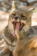 adult black_nose captivity color day eyes_open facing_towards gray_fur hoary_fox image lycalopex mouth_open orange_eyes outdoors partial_body photo portrait single tan_fur teeth tongue yawning zoo // 1365x2048 // 676KB