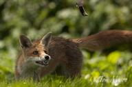 adult black_nose day eyes_open facing_towards full_body grass image mouth_open muzzle_mark orange_eyes outdoors prey red_fox red_fur single standing summer_coat sunny teeth vulpes white_fur white_tail_tip wild // 3054x2028 // 267KB