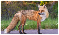 adult black_nose color day eyes_open facing_side forest full_body grass image mouth_closed muzzle_mark orange_eyes photo red_fox red_fur single standing staring still summer_coat sunny urban vulpes white_fur white_tail_tip wild // 1024x608 // 191KB