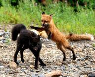 adult black_fur black_nose day eyes_open facing_towards fighting full_body grass image large_muzzle_mark mouth_closed mouth_open multiple orange_eyes outdoors red_fox red_fur standing standing_biped summer_coat vulpes white_fur white_tail_tip wild // 500x403 // 59KB