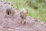 adult black_nose black_tail_tip color day eyes_open facing_towards full_body grass gray_fur image lycalopex mouth_closed multiple orange_eyes pampas_fox photo red_fur running standing summer_coat sunny walking wild // 1200x800 // 454KB