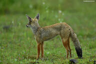 adult bengal_fox black_nose black_tail_tip color day facing_side grass image mouth_closed outdoors photo single standing summer_coat tan_fur vulpes wild // 5263x3509 // 8.8MB