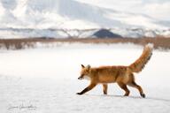 adult black_nose day eyes_open facing_side full_body image mountains mouth_closed muzzle_mark orange_eyes red_fox red_fur single snow standing sunny tail_raised vulpes walking white_fur white_tail_tip wild winter_coat // 1080x721 // 83KB