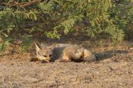 adult bengal_fox black_nose color day desert eyes_open facing_side image mouth_closed on_stomach outdoors photo single summer_coat tan_fur vulpes wild // 3006x2004 // 2.5MB