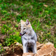 adult black_nose black_tail_tip day eyes_open facing_side grass gray_fur licking lycalopex mlem mouth_closed orange_eyes pampas_fox partial_body red_fur single standing staring summer_coat sunny tongue wild // 1024x1024 // 276KB