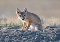 adult black_nose color eyes_open facing_towards full_body grass gray_fur image mouth_closed orange_eyes photo single sitting staring summer_coat sunny swift_fox tan_fur twilight vulpes white_fur wild // 3687x2638 // 41MB