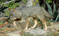 adult black_nose black_tail_tip color day eyes_open facing_side full_body gray_fur image lycalopex mouth_closed orange_eyes outdoors photo sechuran_fox single standing sunny white_fur wild // 2176x1332 // 2.0MB