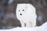 adult arctic_fox black_nose blue_eyes day eyes_open facing_towards full_body heterochromia image mouth_closed orange_eyes outdoors single snow standing vulpes white_fur white_tail_tip wild winter_coat // 6144x4096 // 1.7MB