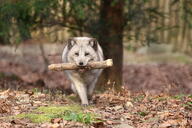 adult arctic_fox black_nose day eyes_open facing_towards full_body grass holding_something image mouth_open orange_eyes single sunny vulpes walking white_fur white_tail_tip wild zoo // 5472x3648 // 6.6MB