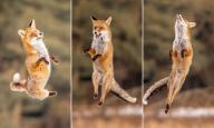 adult day eyes_open image in_air photo red_fox single vulpes wild // 1908x1146 // 232KB