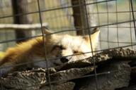 adult black_nose captivity day eyes_closed facing_towards image large_muzzle_mark mouth_closed on_side partial_body red_fox red_fur single sleeping sunny vulpes white_fur winter_coat zoo // 4128x2752 // 1.7MB