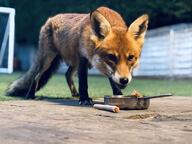 adult black_nose day eating eyes_open facing_towards full_body image mouth_closed no_muzzle_mark orange_eyes outdoors red_fox red_fur single standing urban vulpes white_fur white_tail_tip wild // 2048x1536 // 319KB