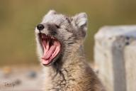 arctic_fox day eyes_closed image mouth_open photo single vulpes yawning young // 6000x4000 // 4.8MB