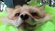 adult black_nose captivity close_up day eyes_open facing_towards forest image mottled_nose mouth_closed muzzle_mark orange_eyes partial_body pink_nose portrait red_fox red_fur single vulpes white_fur // 1140x640 // 87KB