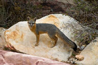 adult black_nose black_tail_tip day desert eyes_open facing_towards full_body gray_fox gray_fur image mouth_closed orange_eyes outdoors red_fur single standing sunny urocyon white_fur wild // 3000x2000 // 1.7MB