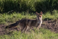 adult black_nose black_tail_tip color day eyes_open facing_towards full_body grass gray_fur image lycalopex mouth_closed orange_eyes pampas_fox photo red_fur single standing staring summer_coat sunny wild // 6708x4471 // 8.5MB