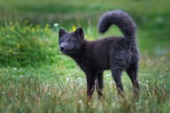 adult arctic_fox black_fur black_nose black_tail_tip color day eyes_open facing_towards full_body grass image mouth_closed orange_eyes outdoors photo single standing tail_raised vulpes wild // 1920x1280 // 1006KB