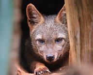 adult black_nose captivity cerdocyon close_up color crab-eating_fox day eyes_open facing_towards image mouth_closed on_stomach orange_eyes partial_body photo portrait single tan_fur zoo // 3606x2906 // 3.3MB