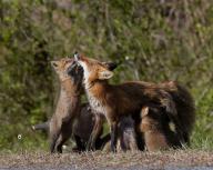 adult black_nose blue_eyes color day eyes_closed eyes_open facing_away facing_side facing_up forest full_body grass image mouth_closed multiple muzzle_mark photo red_fox red_fur sitting standing standing_biped summer_coat sunny vulpes white_fur white_tail_tip wild young // 1080x864 // 301KB