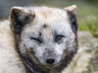 adult arctic_fox black_nose day facing_towards grass image mouth_closed no_muzzle_mark orange_eyes photo single still vulpes white_fur wink // 4737x3553 // 12MB