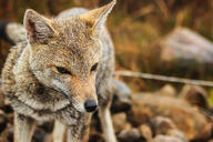 adult black_nose black_tail_tip close_up day eyes_open facing_towards grass gray_fur lycalopex mouth_closed orange_eyes pampas_fox partial_body portrait red_fur single standing staring summer_coat sunny wild // 5184x3456 // 7.7MB