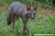 adult black_nose black_tail_tip color day eyes_open facing_towards full_body grass gray_fur hoary_fox image lycalopex mouth_closed orange_eyes outdoors photo single tan_fur walking wild // 2048x1365 // 511KB