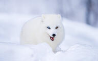 adult arctic_fox black_nose blue_eyes color day eyes_open facing_towards heterochromia image mouth_closed orange_eyes outdoors partial_body photo snow standing teeth vulpes white_fur wild // 6144x3840 // 1.2MB