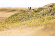 arctic_fox black_fur black_nose color curled day eyes_open facing_towards full_body grass image mouth_closed orange_eyes photo single staring summer_coat sunny vulpes white_fur white_tail_tip wild young // 7384x4925 // 18MB