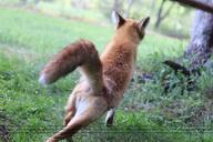 adult captivity day facing_away full_body grass image outdoors red_fox red_fur single stretching tail_raised vulpes white_fur white_tail_tip zoo // 4096x2731 // 1.1MB