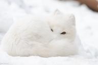 adult arctic_fox color curled day eyes_open facing_towards full_body image mouth_closed orange_eyes photo single sleeping snow sunny vulpes white_fur wild winter_coat // 1280x853 // 54KB