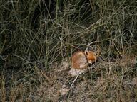 adult black_nose cloudy curled day eyes_open facing_towards full_body grass image mouth_closed muzzle_mark orange_eyes red_fox red_fur single summer_coat vulpes white_fur wild // 2048x1536 // 1.0MB